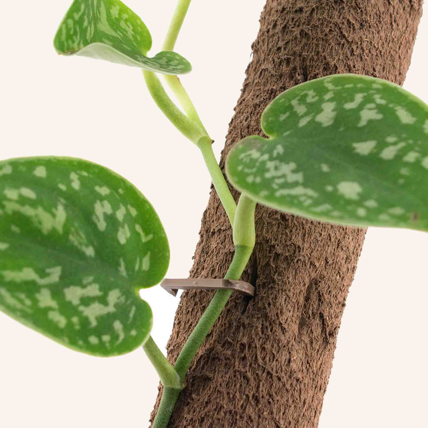 Biobased Klimstok (5x, bevat ook 15x clips & verbindstukken)