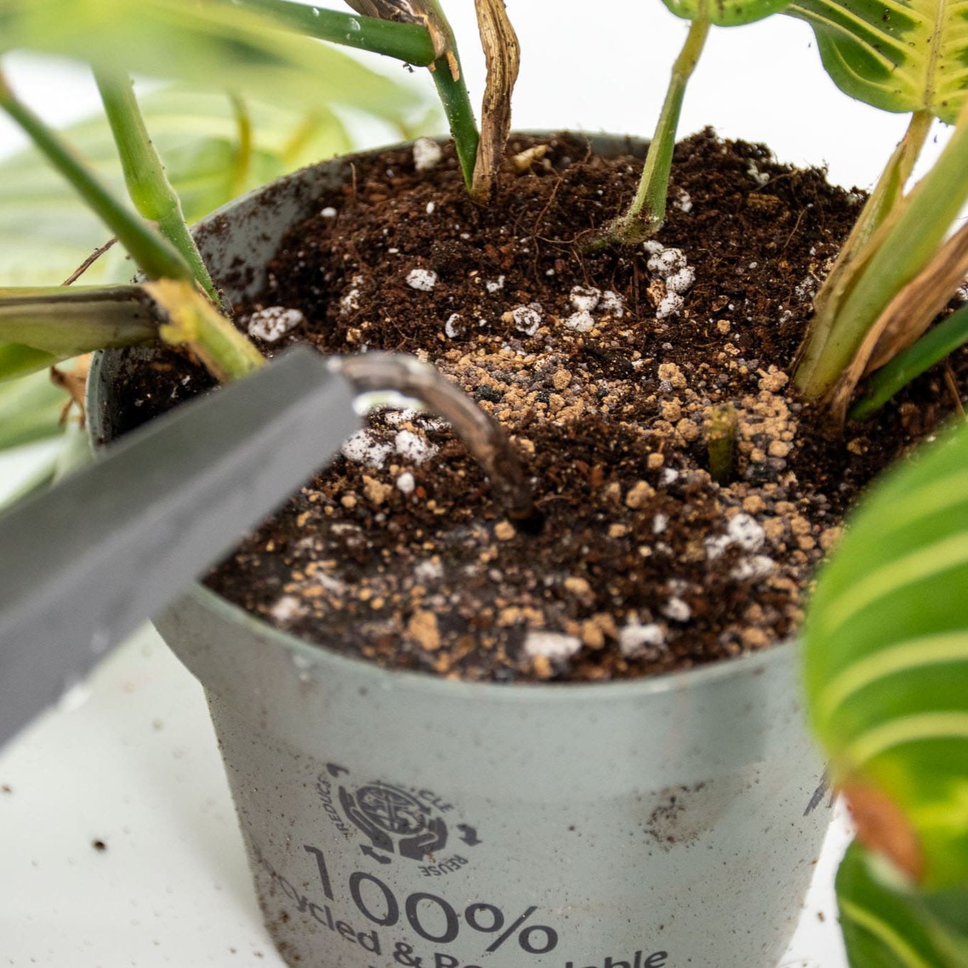 Orchidee BIO plantenvoeding langzaam werkend