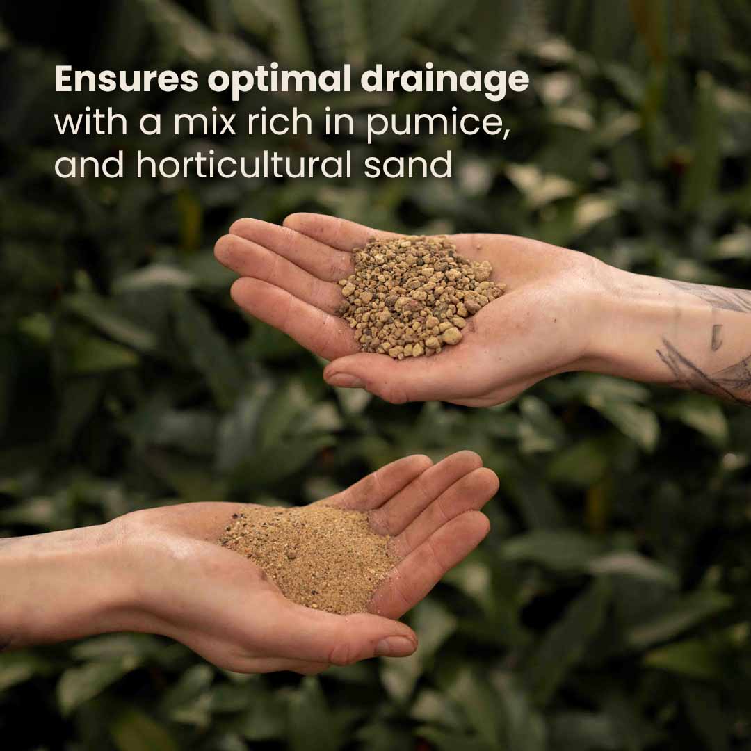 Cactus & Vetplanten potgrond