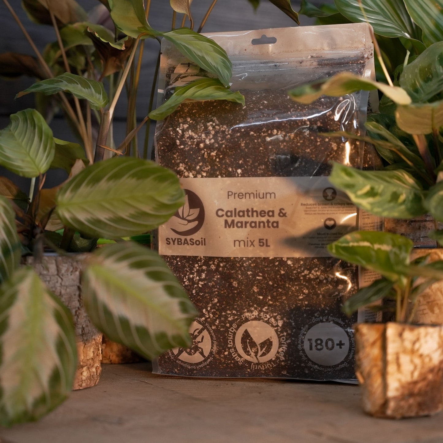 Calathea & Maranta potgrond