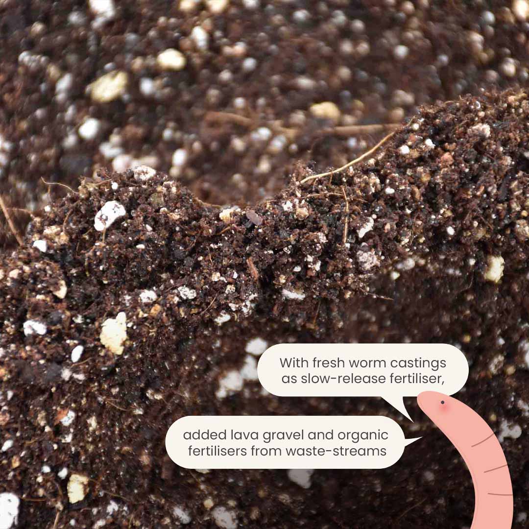 Calathea & Maranta potgrond