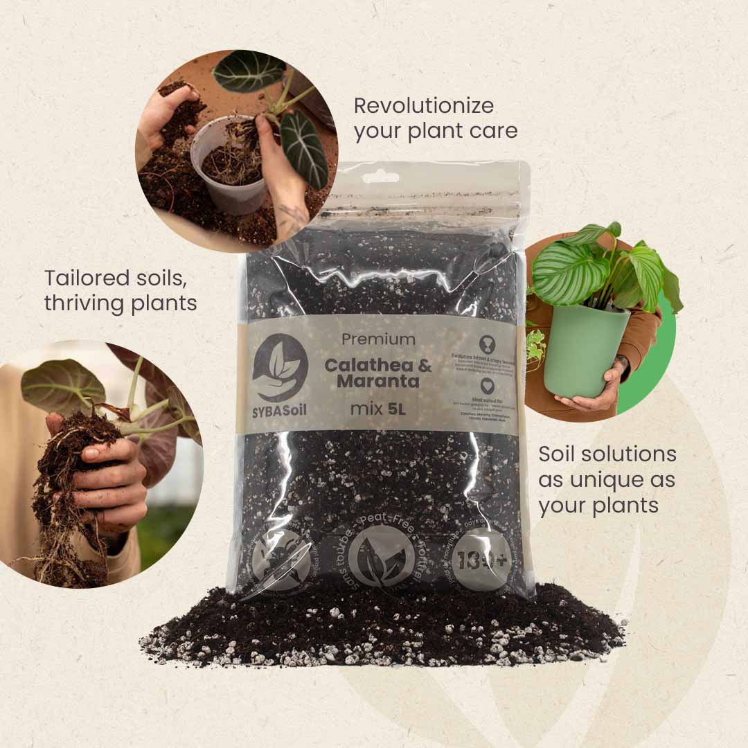 Calathea & Maranta potgrond