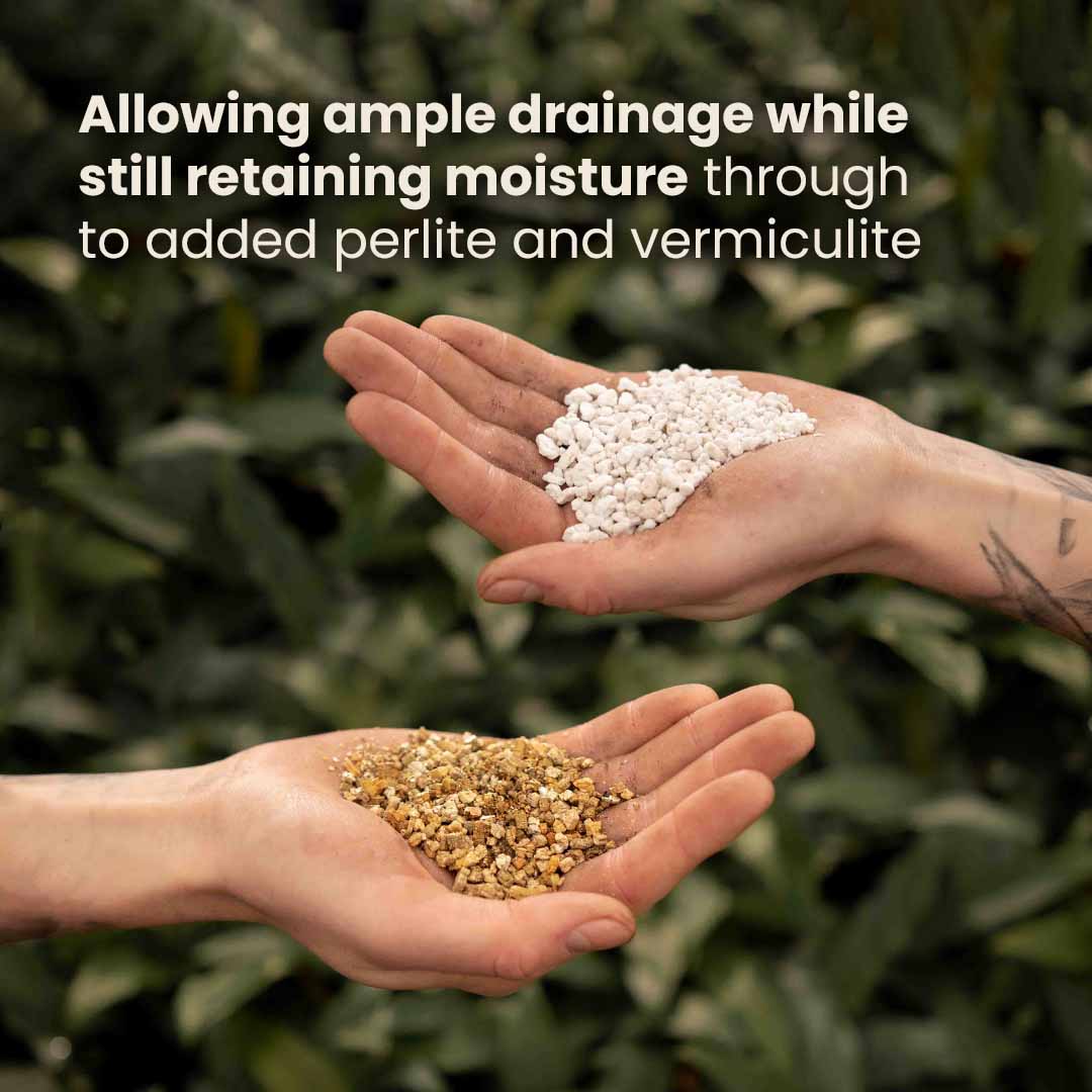 Calathea & Maranta potgrond