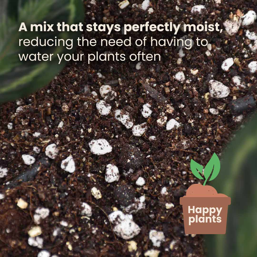 Calathea & Maranta potgrond