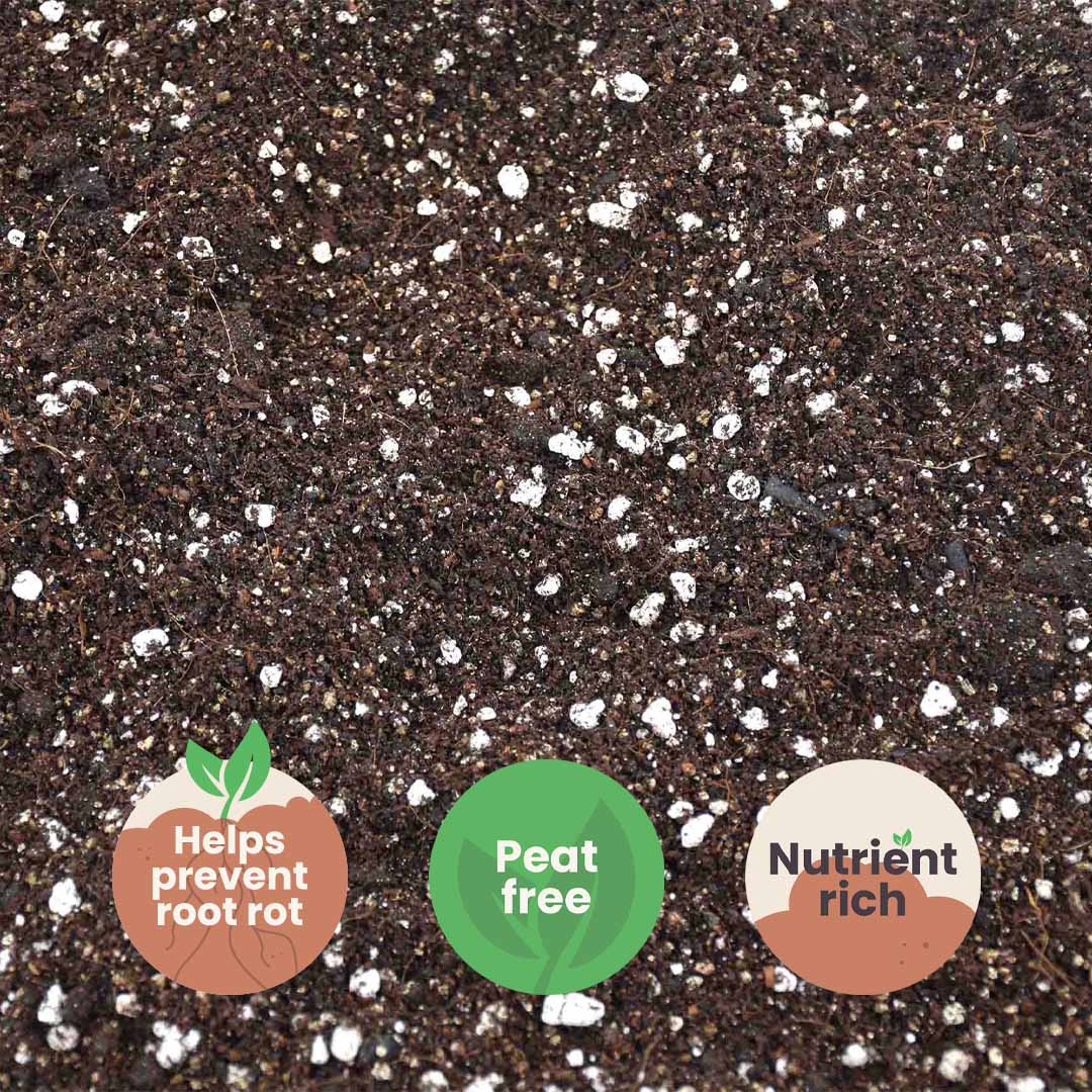 Calathea & Maranta potgrond