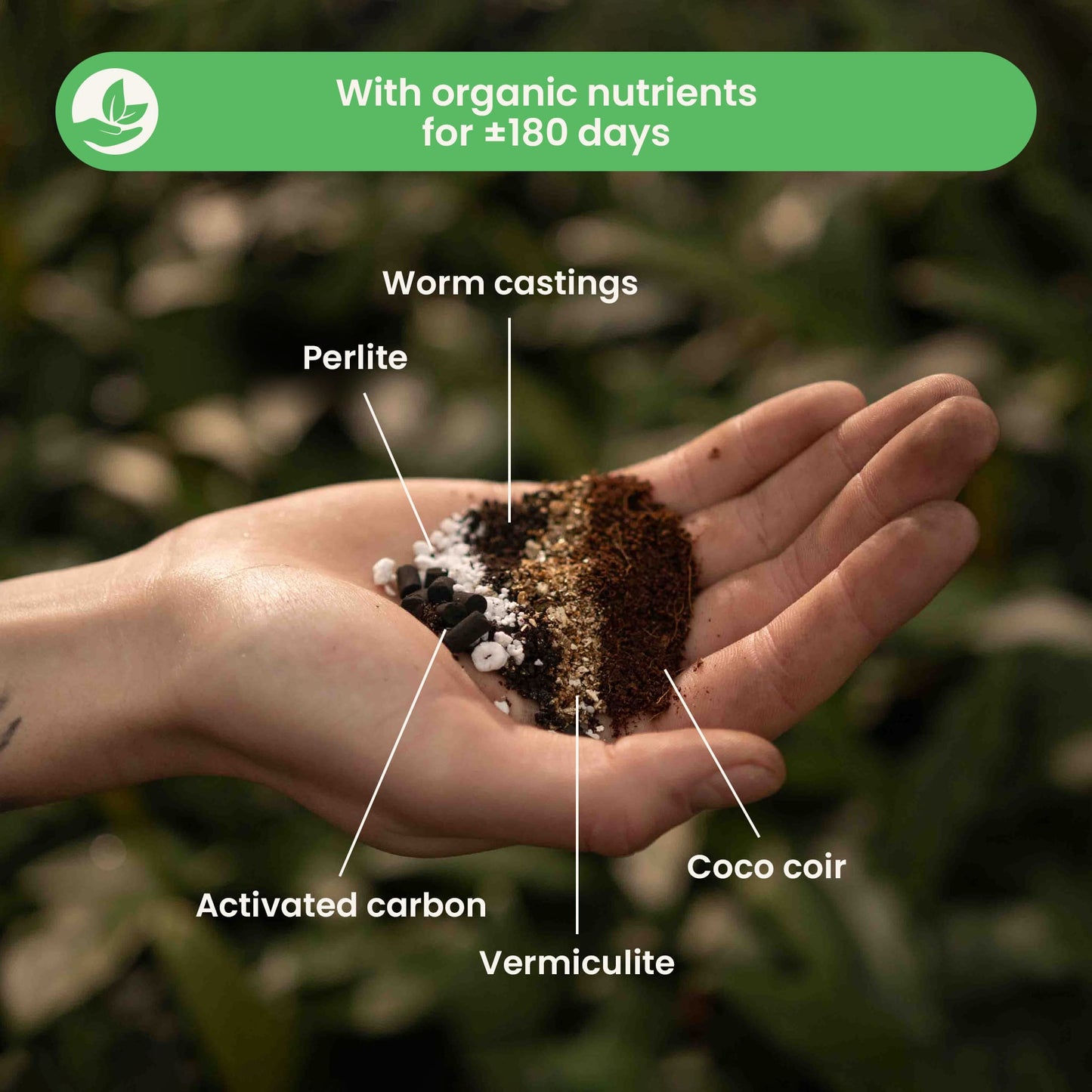 Calathea & Maranta potgrond