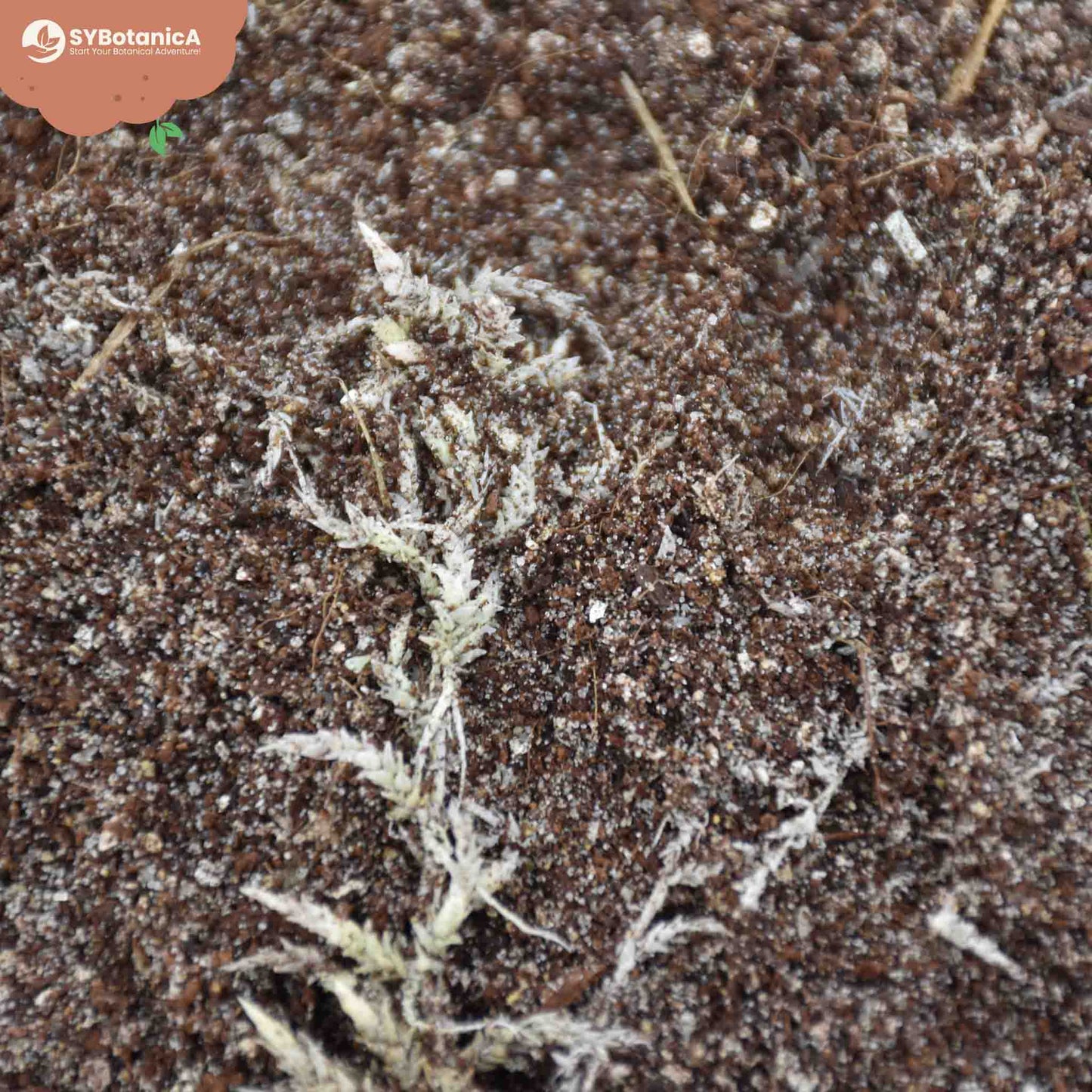 Vleesetende planten potgrond