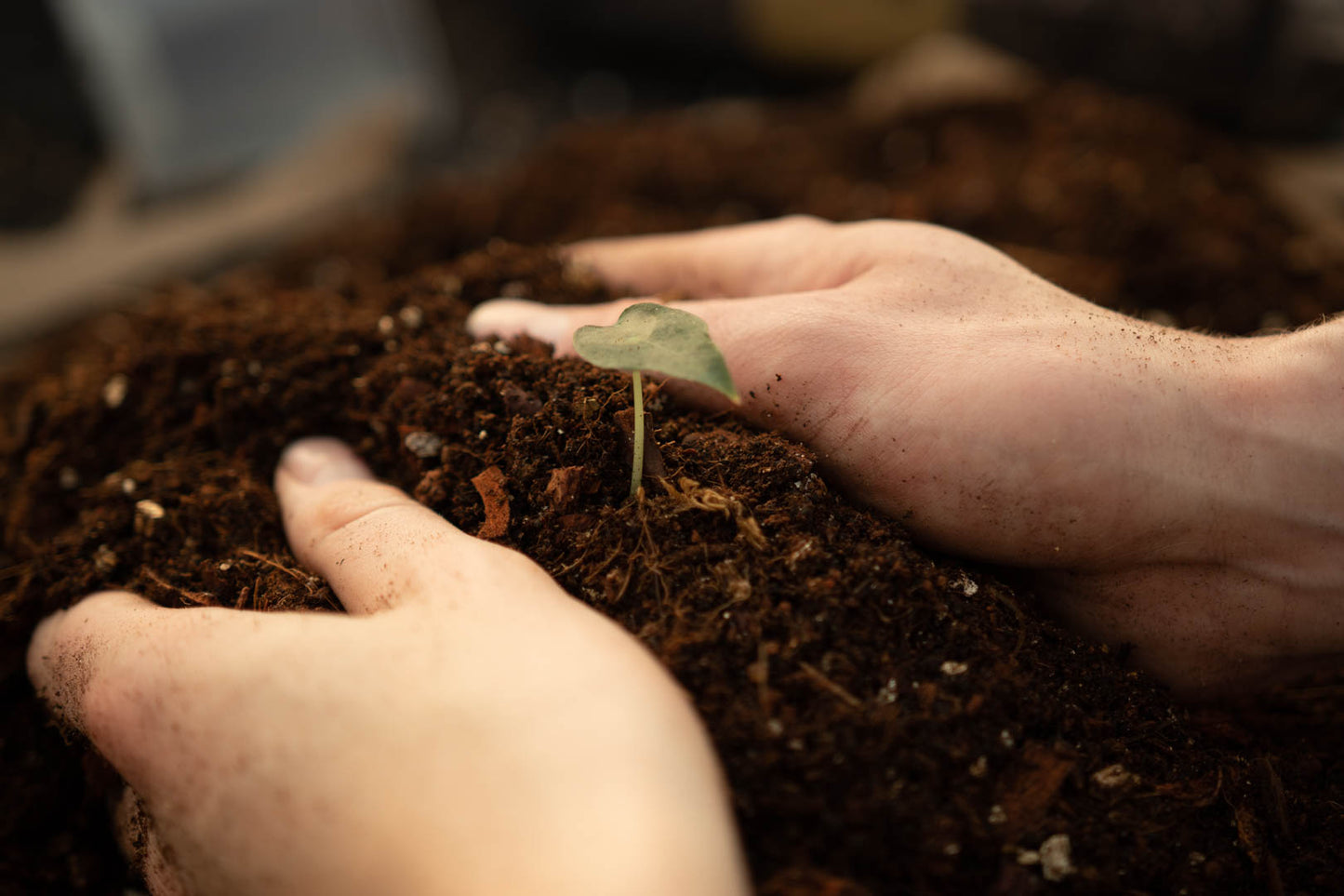 Super DIY Tropische Jungle Mix Bundel