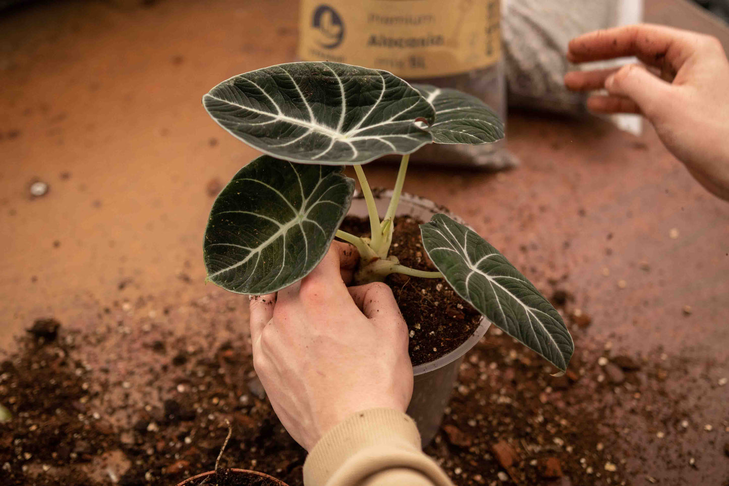 DIY Tropische Jungle Mix Bundel