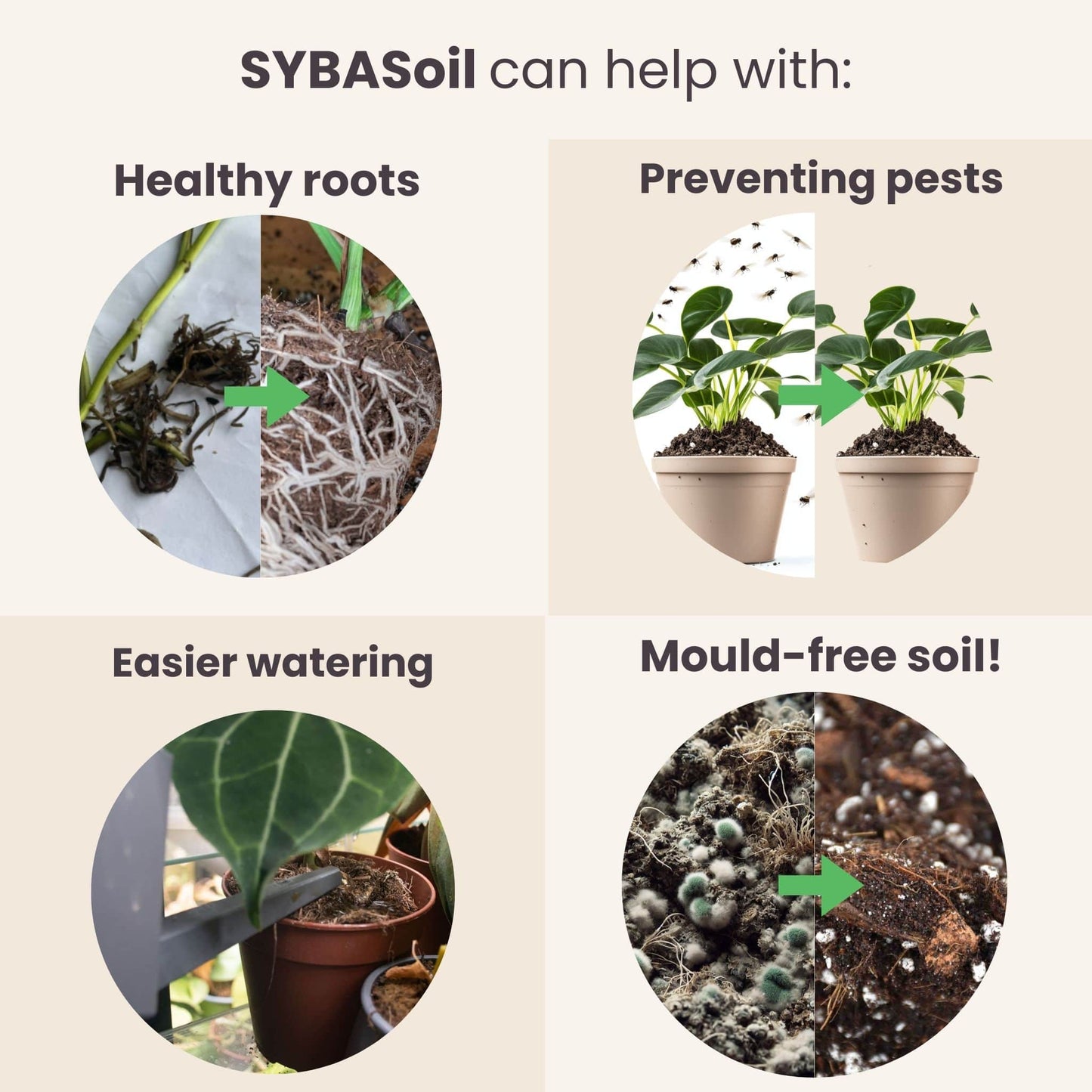 Monstera & Philodendron Welkomstbundel