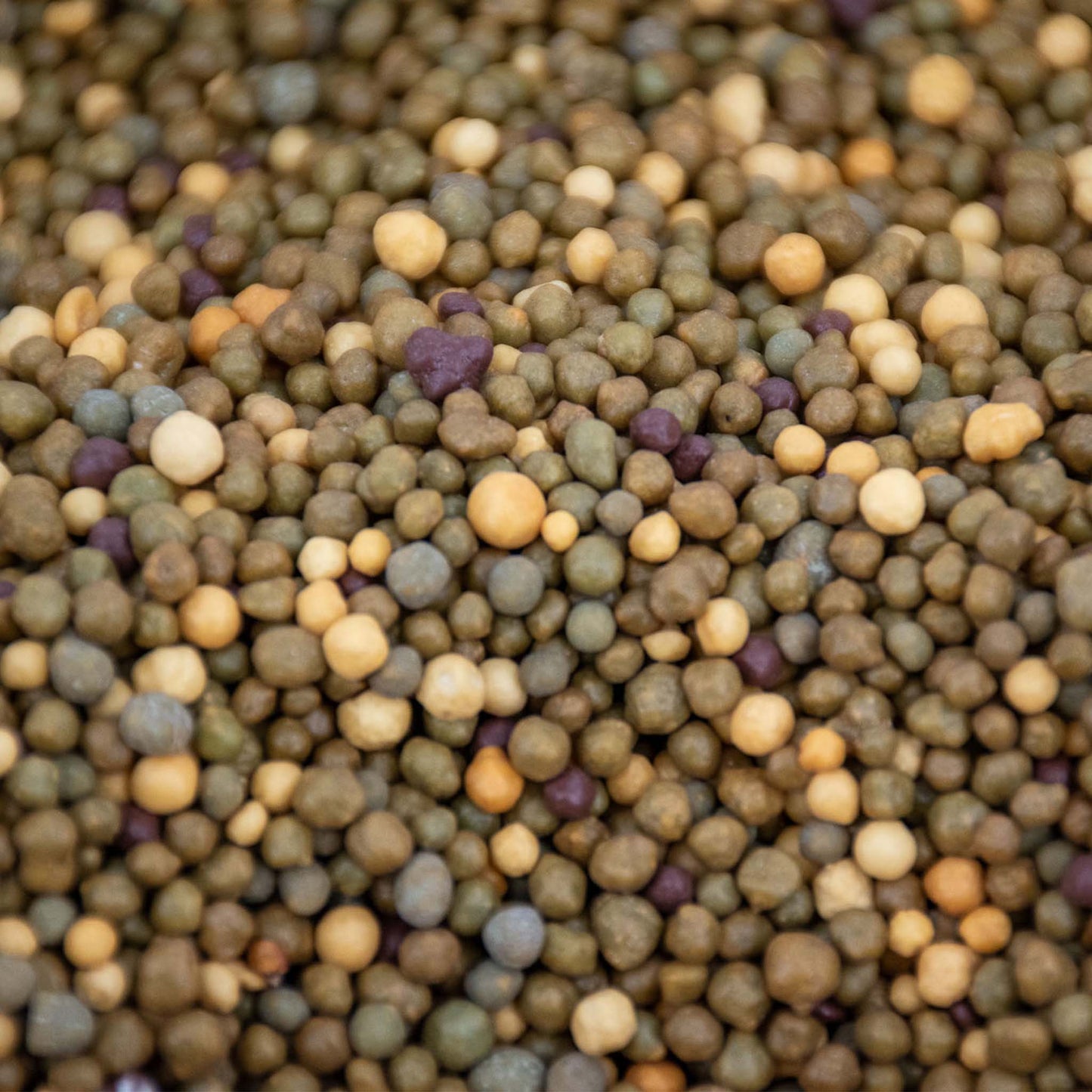 Cactus plantenvoeding langzaam werkend