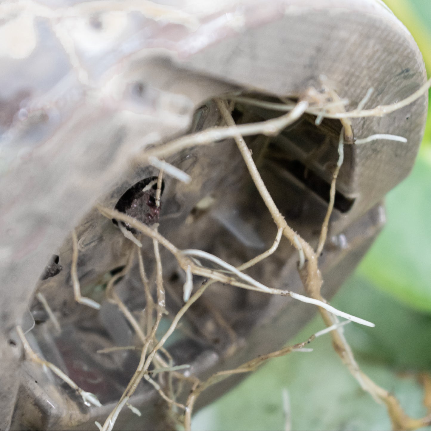 Minerale Orchidee Mix