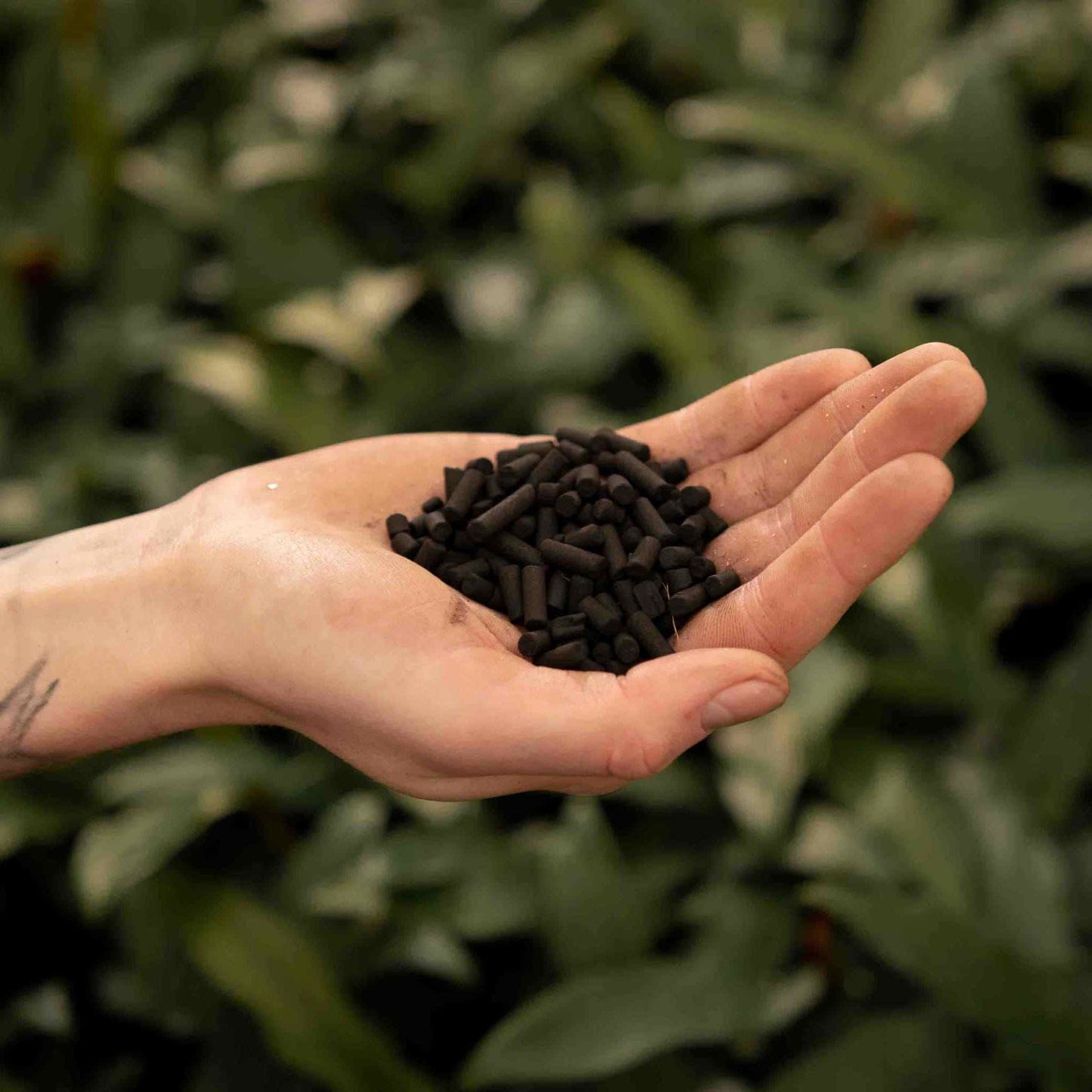 Actieve kool pellets