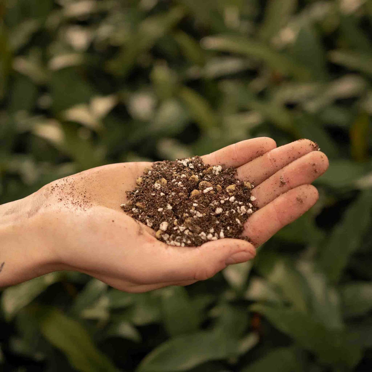 Cactus & Vetplanten potgrond