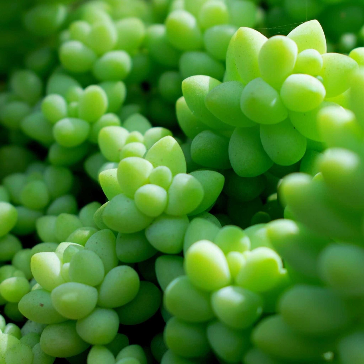 Cactus & Vetplanten potgrond