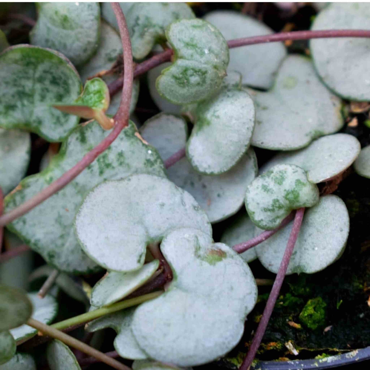 Cactus & Vetplanten potgrond