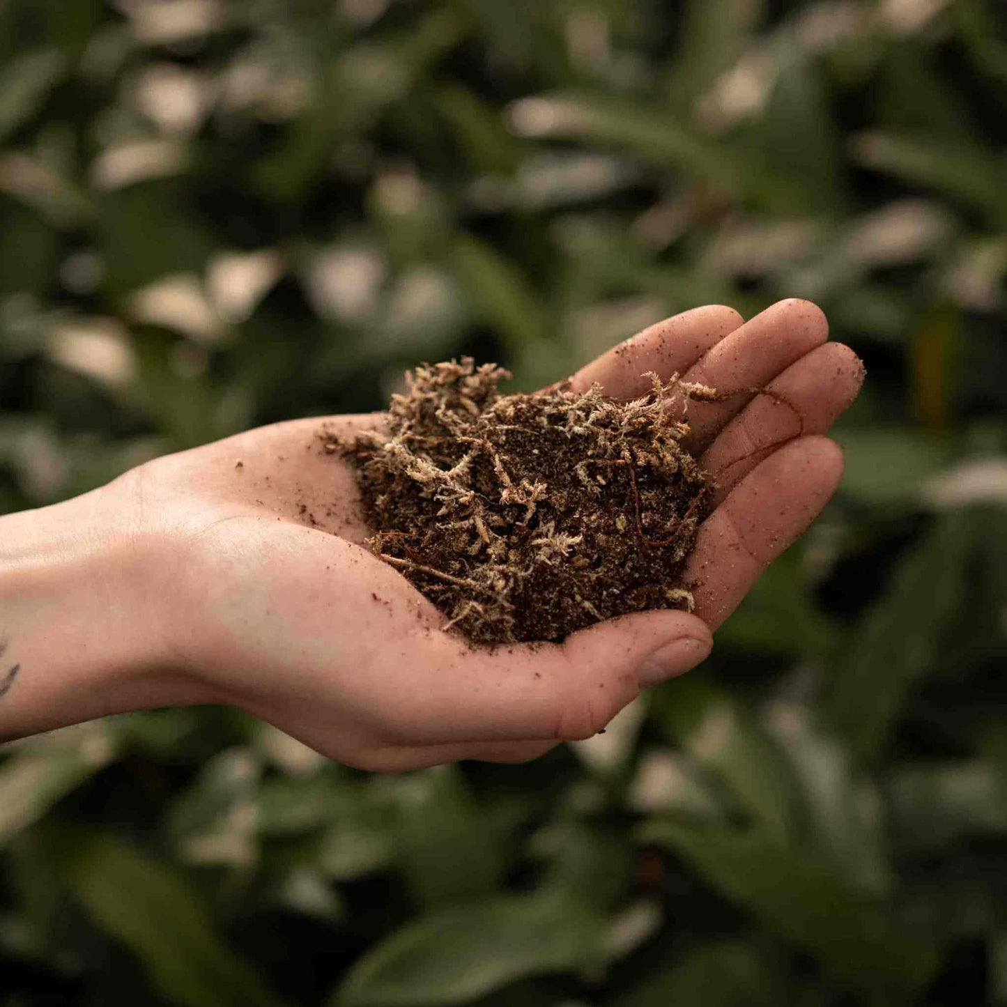 Vleesetende planten potgrond