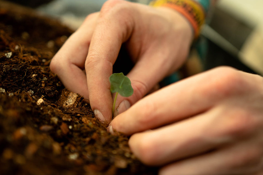 sol_soils_vs_Sybasoil