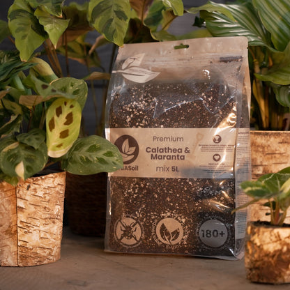 De Blije Tropische Planten Startersbundel