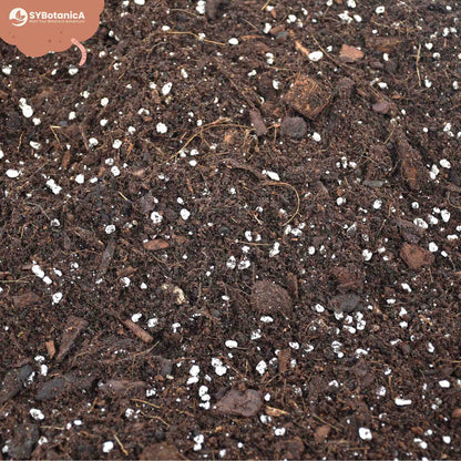 Hoya Mix