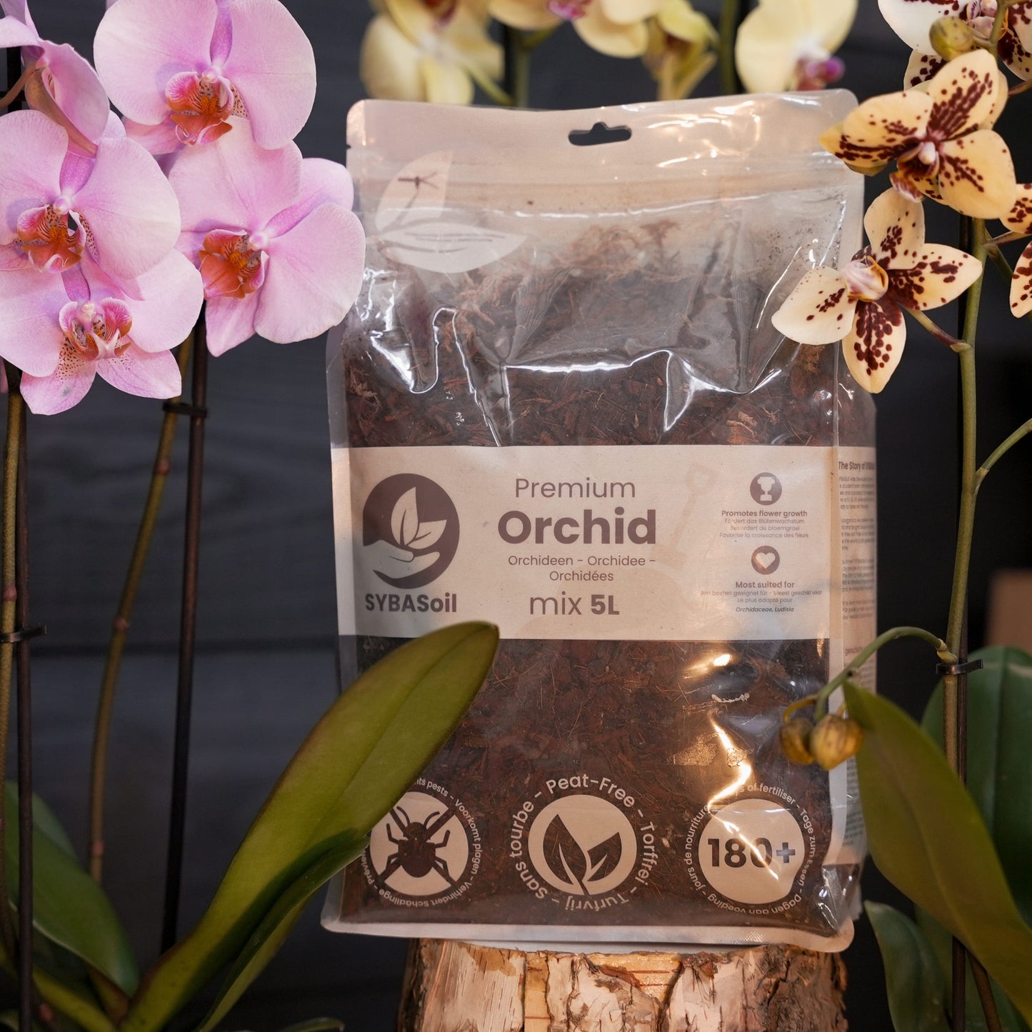 Orchidee mix