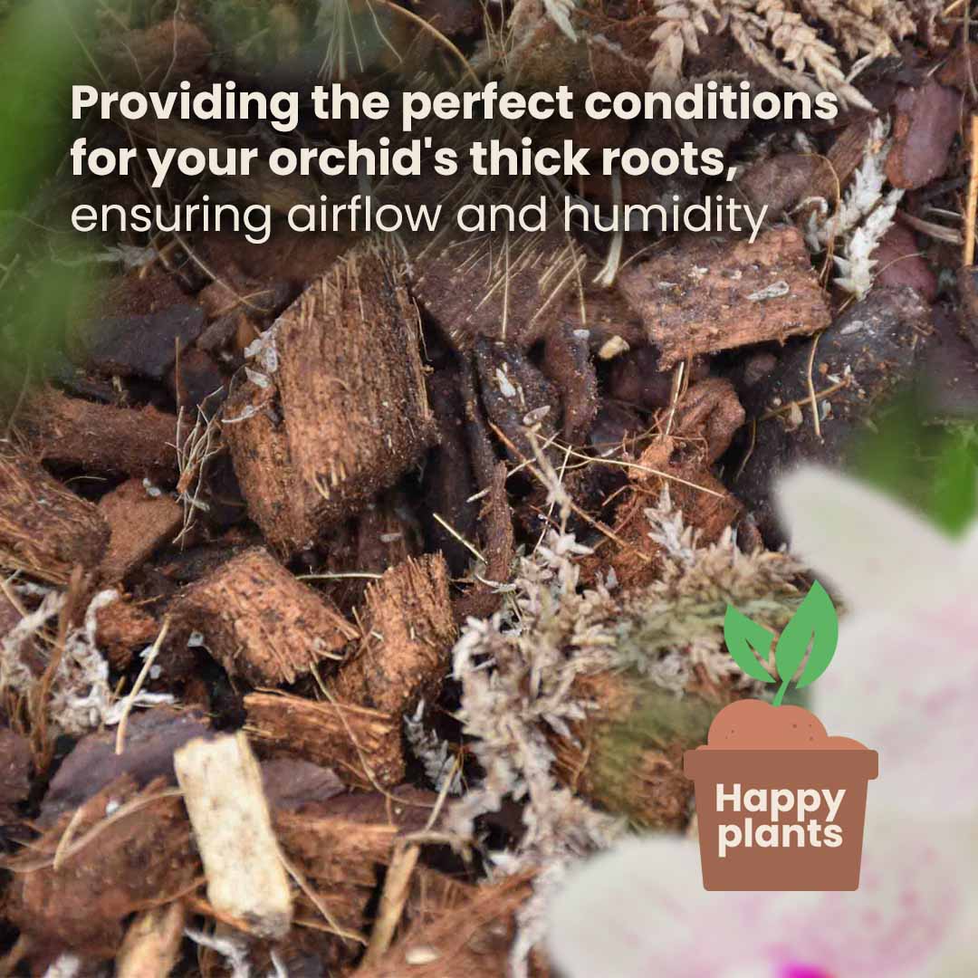 Orchidee mix