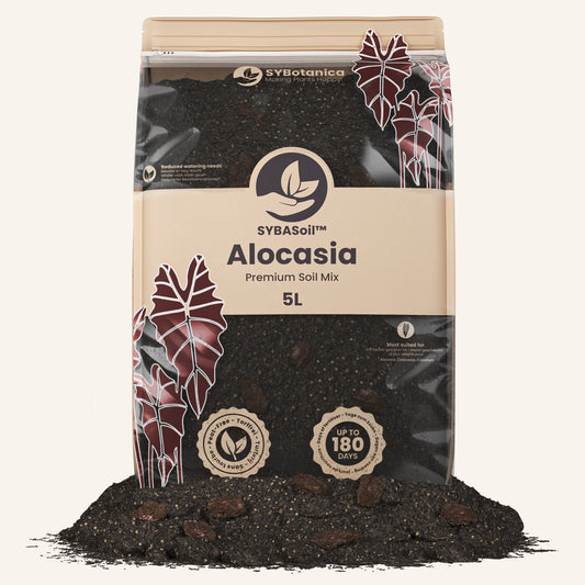 Alocasia potgrond