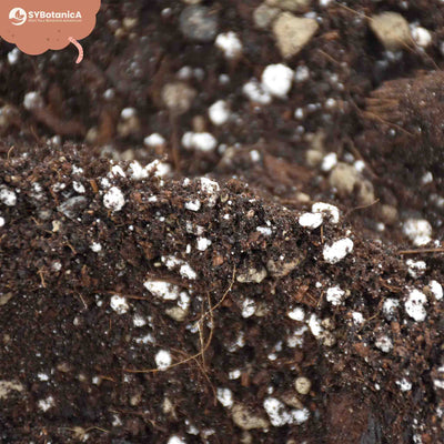 Syngonium mix 
