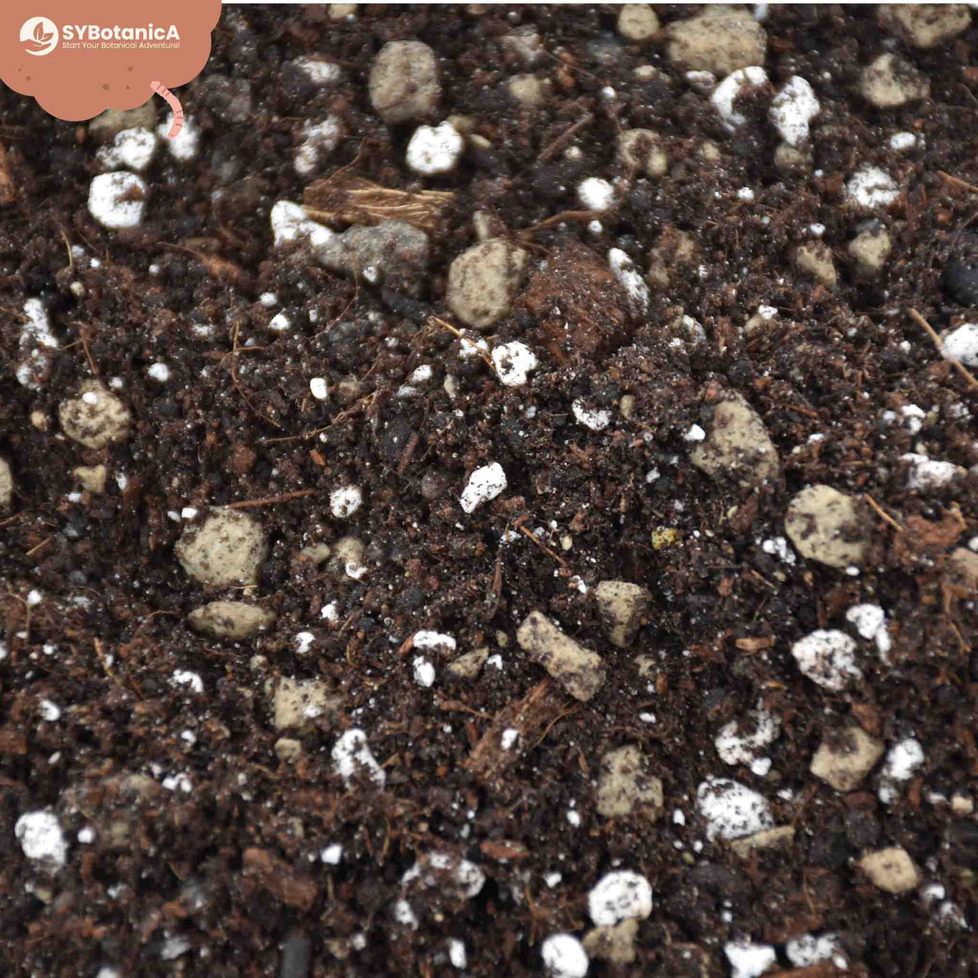 Syngonium mix 