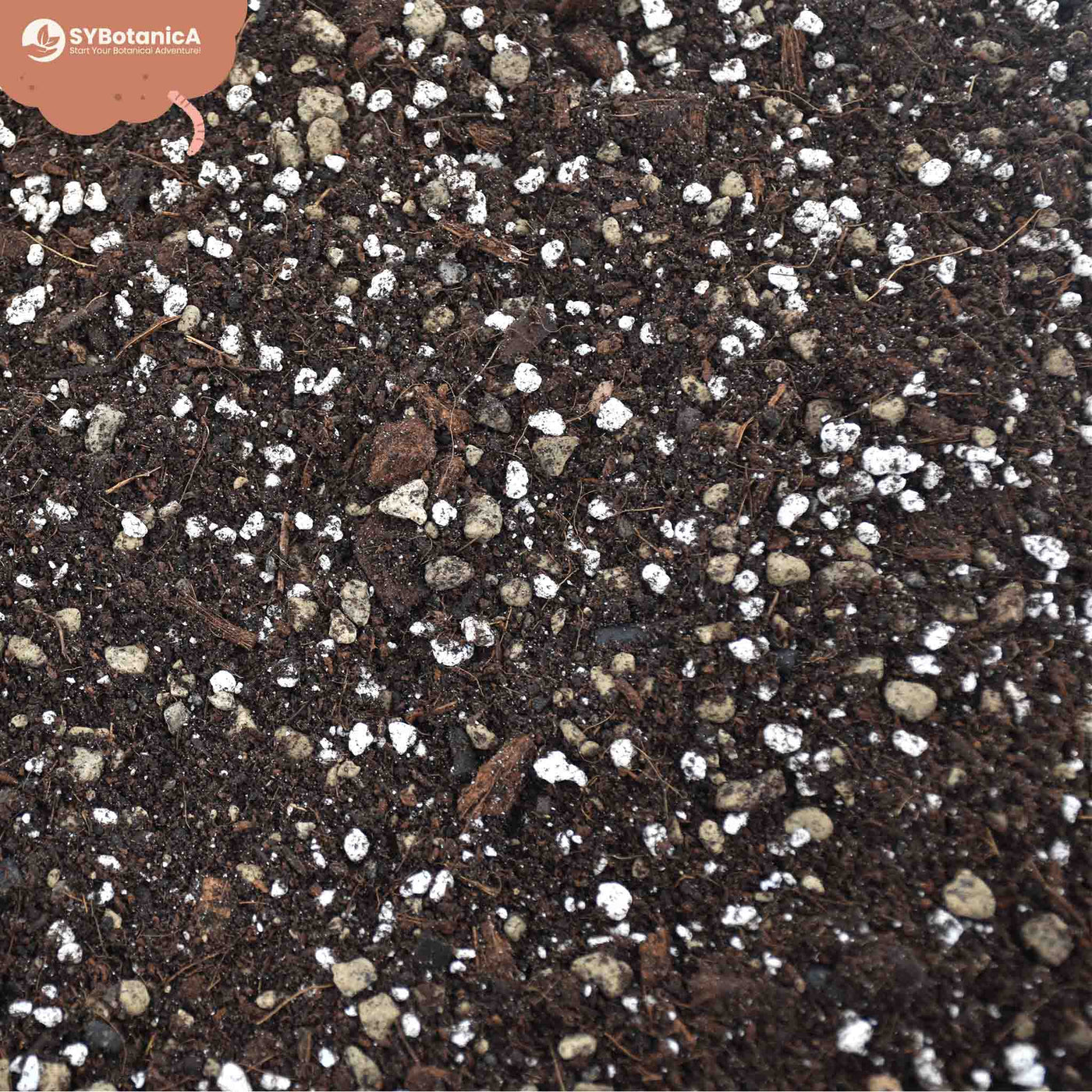 Syngonium mix 