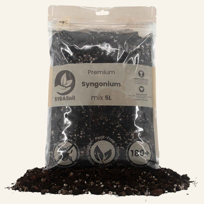 Syngonium mix 