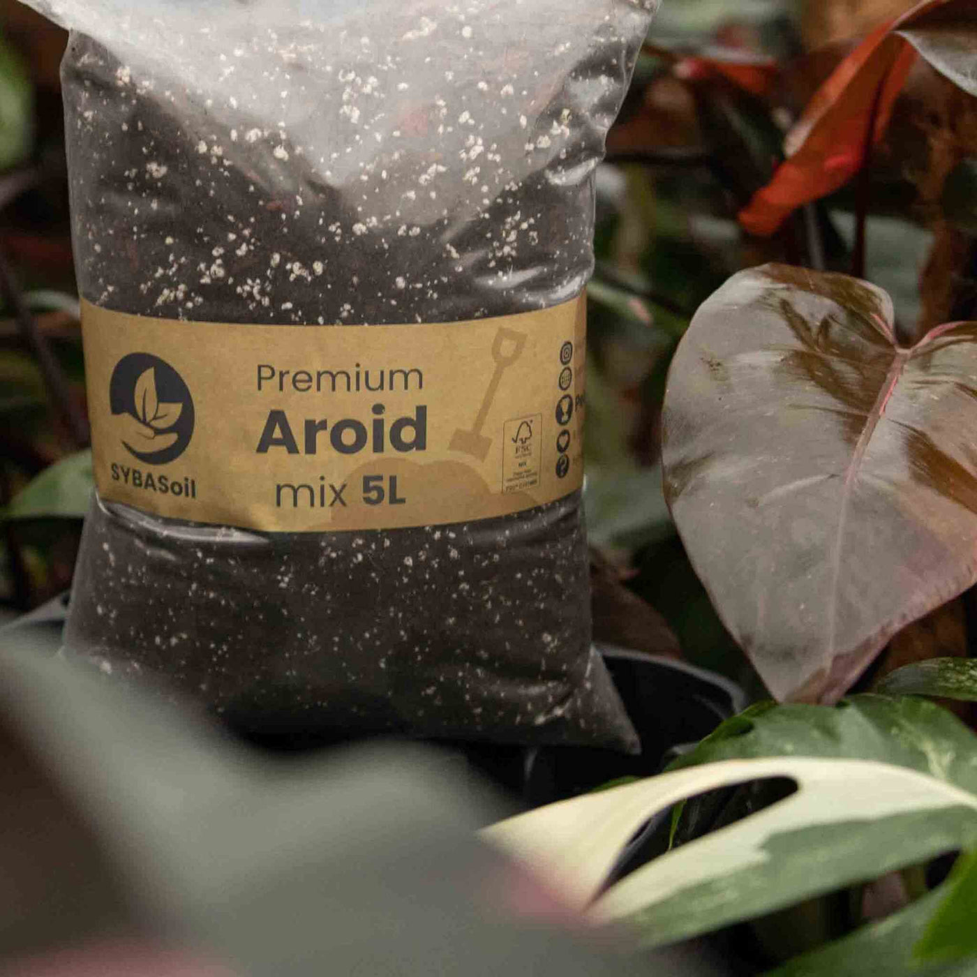 Aroid mix 