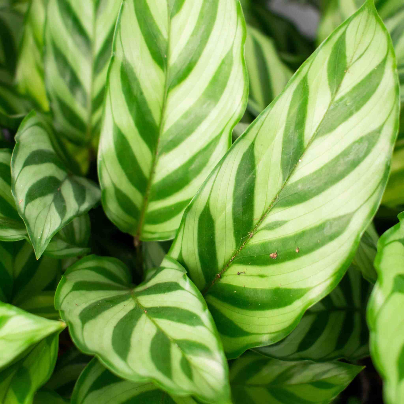 Calathea & Maranta mix 