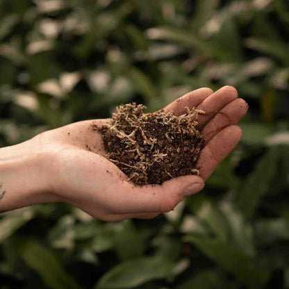 Vleesetende planten mix
