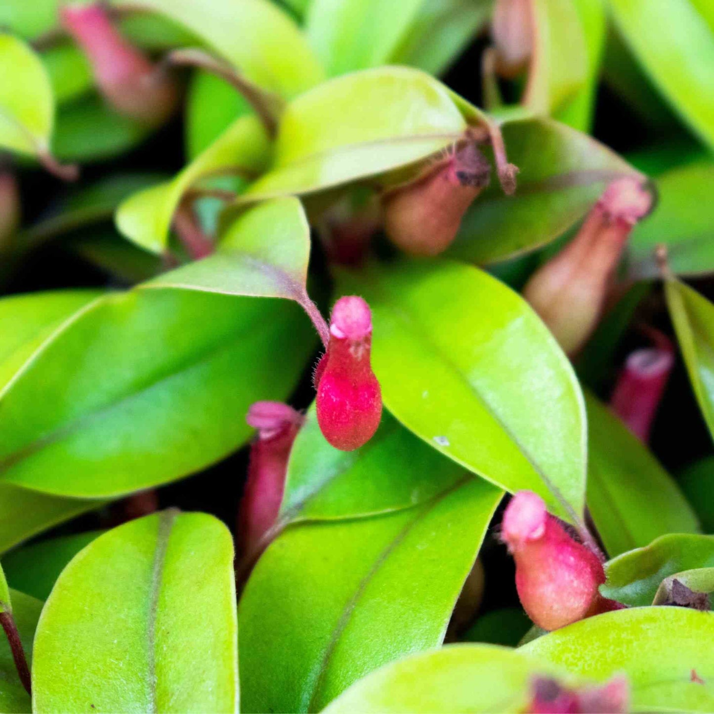 Vleesetende planten mix
