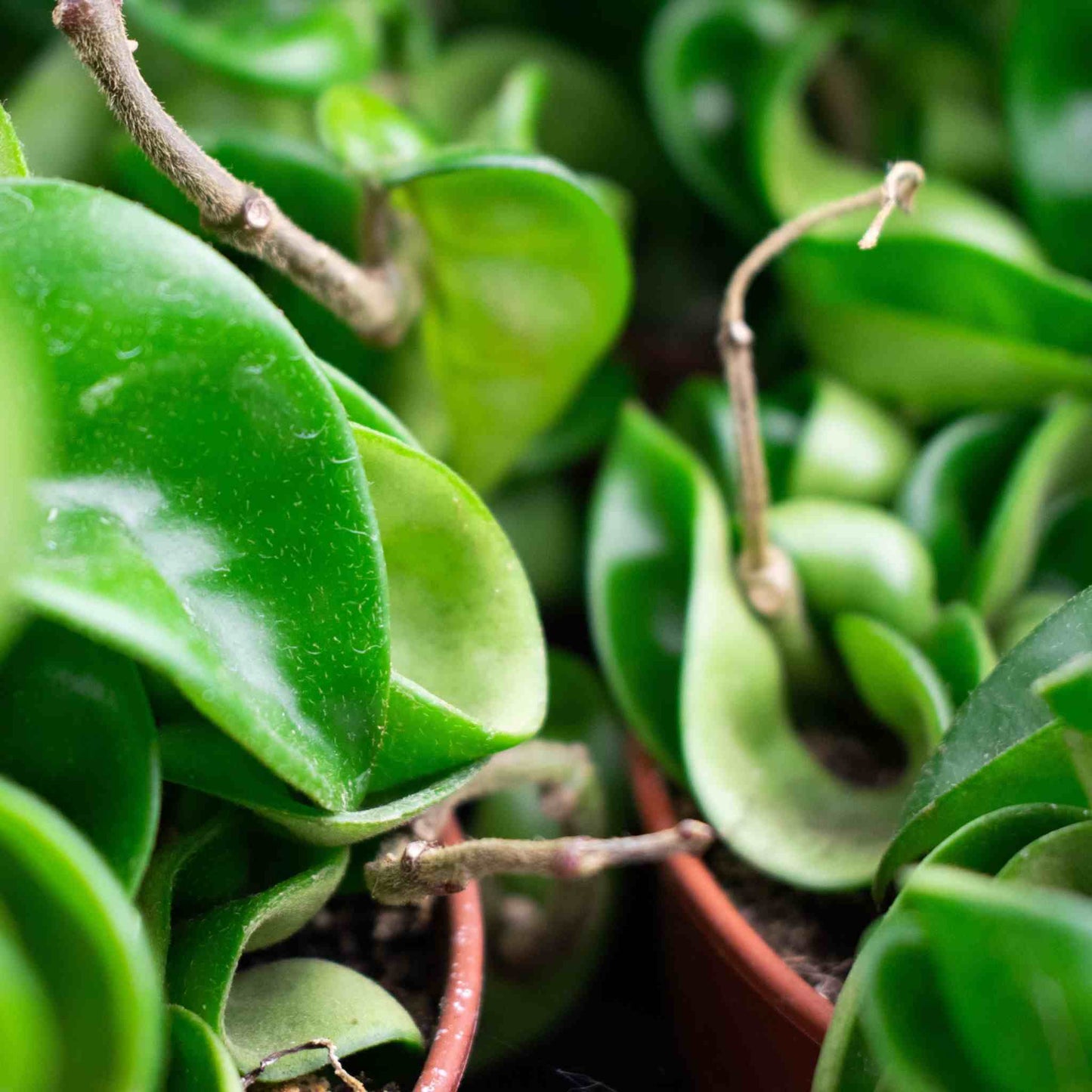 Hoya Mix