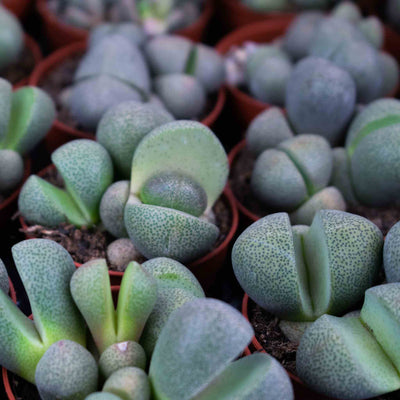 Lithops/Split rock mix 
