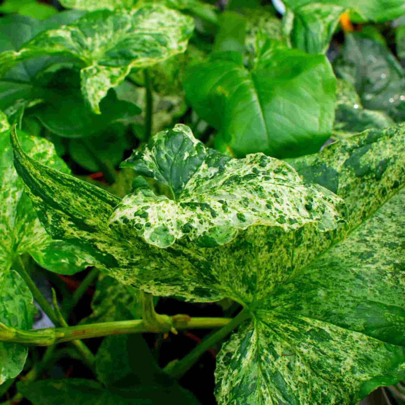 Syngonium mix 