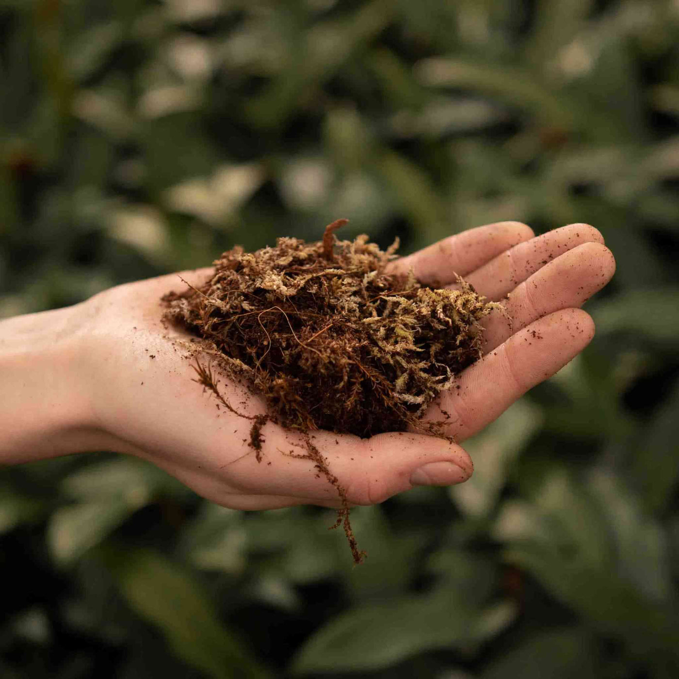 Terrarium mix 