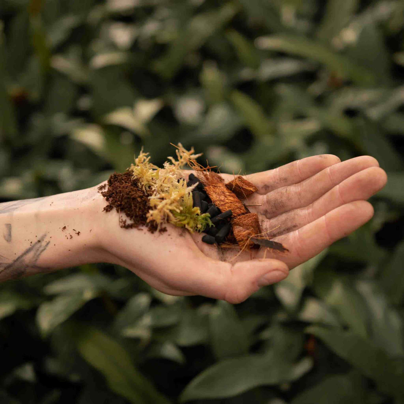 Terrarium mix 
